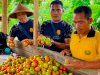 Panen Tomat, WBP Lapas Wahai Tambah Semangat Bercocok Tanam