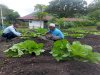 WBP Lapas Bandanaira Produktif, Kembali Panen Sayur Sakata