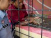 Lapas Medan Penen 5 Kg Maggot Sampah Organik