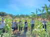 Lapas Kalabahi Sukses Panen 300 Kg Jagung Manis
