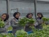 Lapas Perempuan Palembang Panen Hasil Budidaya di Green House Hidroponik