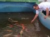 Lapas Pangkalpinang Inisiasi Program Pemijahan Ikan Koi