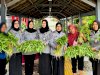 Dukung Program Ketahanan Pangan Nasional, Lapas Perempuan Sungguminasa Panen Kangkung