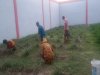 Anak Binaan LPKA Medan Kembangkan Budidaya Nanas dengan Teaching Factory