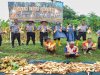 Lapas Atambua Kembali Panen Raya Dua Ton Jagung Hibrida