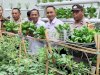 Panen Hidroponik, Lapas Wahai Hadirkan Forkopimcam