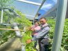 Lapas Wahai Panen Hidroponik dan Tomat Apel, Libatkan Keluarga Purnabakti