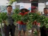 Lapas Pemuda Madiun Kembali Panen Kangkung dengan Sistem Hidroponik