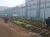 Lapas Cipinang Tegaskan Kontribusi dan Dukung Ketahanan Pangan dengan Program Napi Berkebun