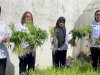 Lapas Perempuan Ambon Panen Kangkung dari Kebun Pembinaan Warga Binaan
