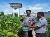 Lapas Namlea Panen Buncis Hasil Pertanian Warga Binaan 