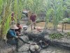 Dalam Lima Bulan, Lapas Muara Tungkal Sukses Panen 708 Kg Ikan