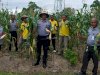 Manfaatkan Lahan Tidur, Lapas Namlea Panen 2.500 Jagung Pulut 