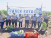 Lapas Kupang Panen Raya Pepaya California di Lahan SAE