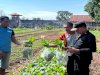 Panen Sayuran Segar di Lapas Atambua Diserbu Masyarakat 