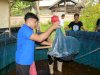 Klien Panen Lele, Kolaborasi Bapas Amuntai dan Kelurahan Sungai Malang