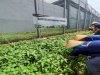 Napi Berkebun Panen Lagi, Lapas Cipinang Cetak Warga Binaan Mandiri