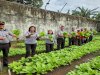 Dukung Ketahanan Pangan, Lapas Tual Panen 21 Kg Sawi