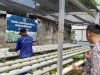 Lapas Sekayu Dukung Ketahanan Pangan lewat Budidaya Kangkung Hidroponik