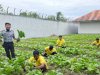 Tingkatkan Produktivitas Ketahanan Pangan, Lapas Namlea Hasilkan Panen Sawi Melimpah
