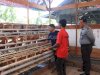 Bina Kemandirian & Dukung Ketahanan Pangan, Lapas Jambi Budidayakan Ayam Petelur