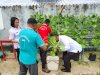 Kembangkan Budidaya Hidroponik, Lapas Tual Panen Sayuran Segar