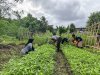 Lapas Bandanaira Panen Kangkung, Wujudkan Dukungan terhadap Ketahanan Pangan