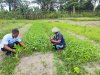 Pembinaan Berkelanjutan, Lapas Piru Panen 30 Ikat Kangkung Segar