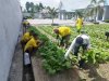 Budidaya Sukses, Lapas Namlea Panen 71 Kg Buncis dan 100 Ikat Sawi