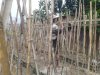 Budidaya Kacang Panjang, Lapas Ambon Perkuat Pembinaan Kemandirian