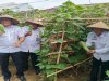 Dukung 13 Program Akselerasi, Lapas Ternate Panen 150 Kg Timun 