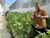Wujudkan Ketahanan Pangan, LPKA Palu Sukses Panen Terong Ungu