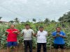 Lapas Muara Tebo Panen 20 Kg Mentimun di Kebun SAE
