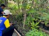 Lapas Brebes Latih Kemandirian Warga Binaan lewat Kegiatan Pertanian