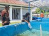 Lapas Perempuan Palu Kembangkan Budidaya Ikan Nila, 1.200 Benih Ditebar