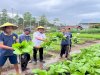 Lapas Piru Kembali Panen Sayuran, Hasil Kebun Suplai Pedagang Lokal 