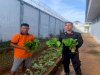 Hijaukan Lapas, Warga Binaan Lapas Saumlaki Panen Sawi Segar
