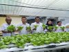 Program Ketahanan Pangan Berkelanjutan, Rutan Ambon Kembali Panen Pakcoy