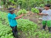 Warga Binaan Lapas Palu Panen Puluhan Kg Sayuran di SAE Langaleso