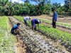 Pascabanjir, Perkebunan Hortikultura Lapas Tolitoli Mulai Pulih
