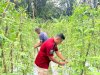 Lapas Piru Panen 67 Ikat Kacang Panjang dari Dua Lahan Baru