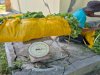 Pembinaan Berbuah Manis, Lapas Palu Panen Sayur Bayam di SAE Langaleso
