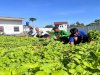 Panen Bayam, Warga Binaan Rutan Pelaihari Nikmati Hasil Pembinaan Kemandirian