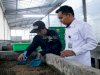 Lapas Cibinong Hasilkan 300 Kg Maggot, Solusi Cerdas Atasi Sampah Organik