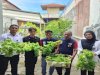 Hijaukan Dapur Lapas, Warga Binaan Lapas Wahai Konsisten Panen Tomat dan Selada Segar 