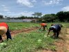Lapas Atambua Kembali Panen Lima Ton Semangka Hasil Produktivitas Warga Binaan