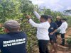  Lapas Banjarbaru Panen 20 Kg Kacang Buncis Hasil Budidaya Warga Binaan