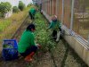 Dukung Ketahanan Pangan, Lapas Perempuan Palu Panen 50 Kg Kangkung