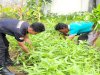 Panen Sayur Kangkung, Lapas Tual Terus Produktif dan Konsisten Dukung Program Ketahanan Pangan