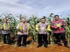 Rutan Pelaihari Panen 826 Kg Jagung Manis Hasil Program Pembinaan Kemandirian